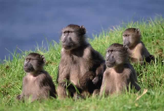 Baboons sent to collect debt