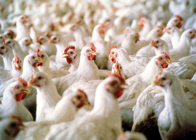 Smuggled poultry products rile local farmers