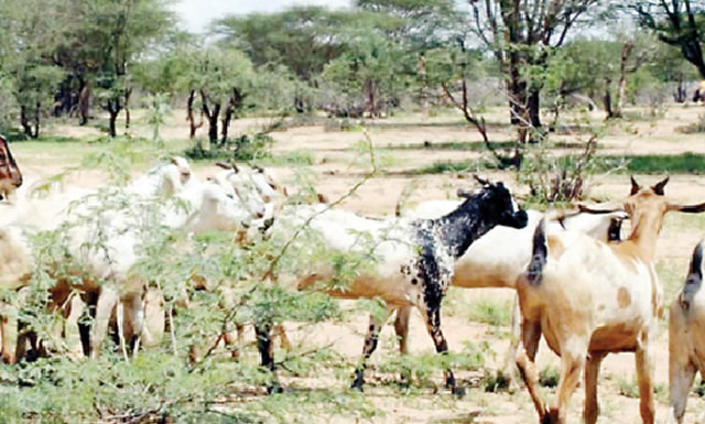 Herd boy steals 40 goats