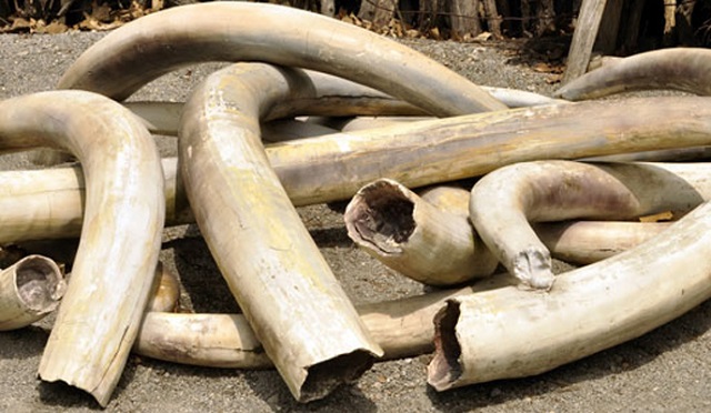 Pair nabbed with elephant tusks