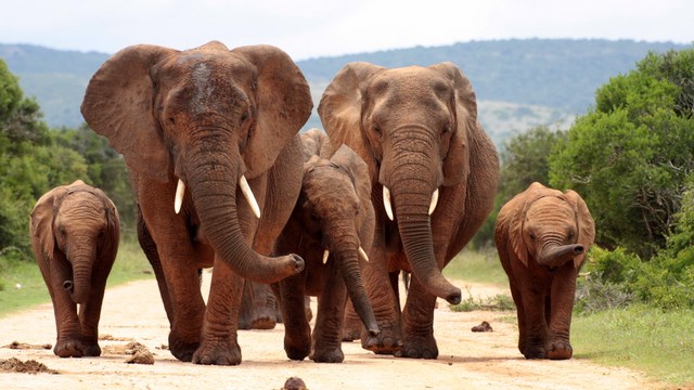 Survey shows slight jump in Kaza region elephant population