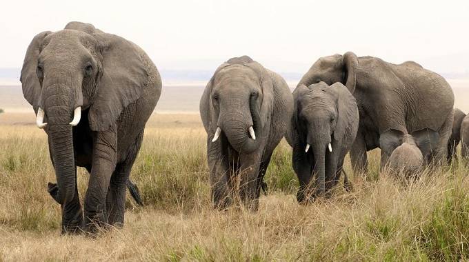 The truth about Botswana elephant poaching