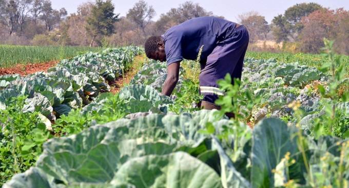 Smallholder farmers as engines of  economic growth