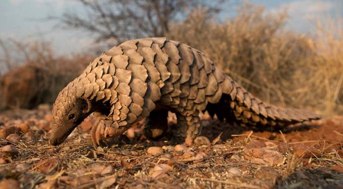 $500 bail for pangolin gang