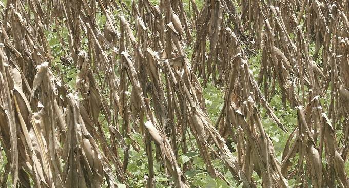 Maize wilts after 2-month power blackout