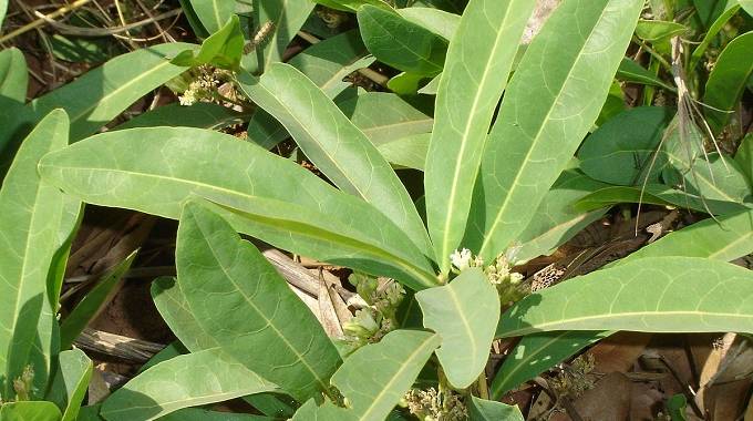 Vet Dept warns cattle farmers to be wary of poisonous plant
