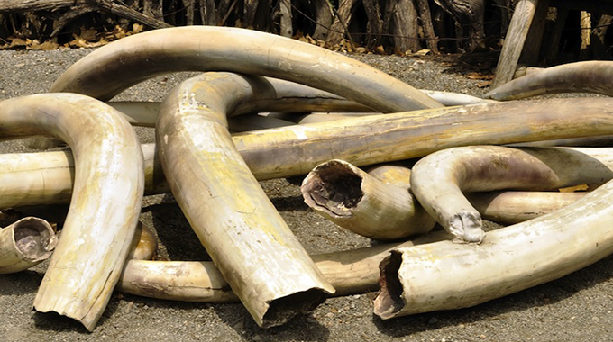 Two arrested in possession of elephant tusks and pangolin scales