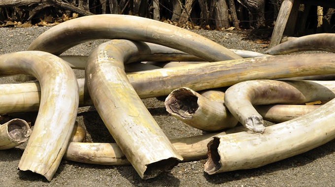 Man arrested for illegal possession of jumbo tusks