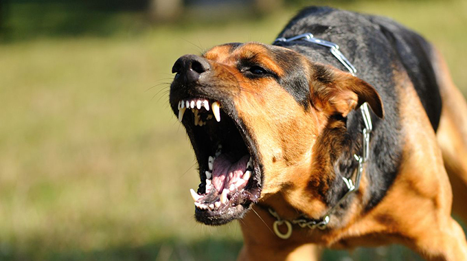 Masvingo, Manicaland top unvaccinated dog bites