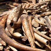 Artificial ivory opens another way to end ban on natural ivory trade