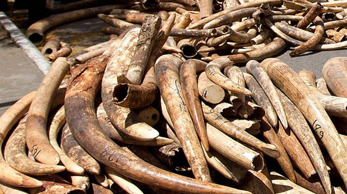 Trio in court for ivory possession