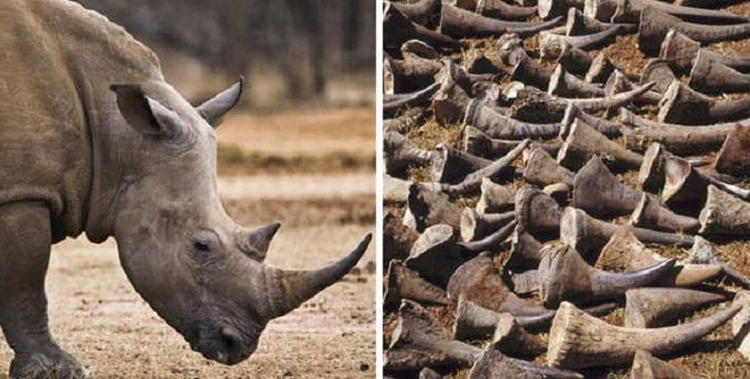 Chinese rhino horn gang goes to High Court for bail