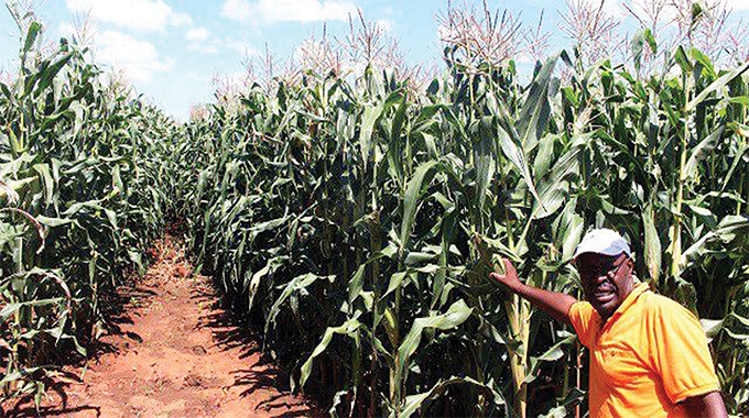 Maize harvest to drop 54 percent