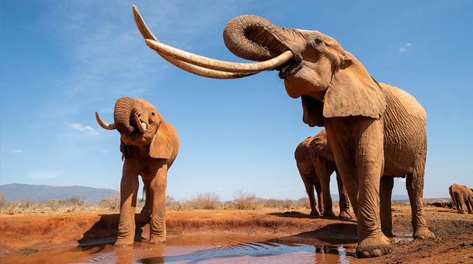 Animal rights groups fail to hijack Africa wildlife summit