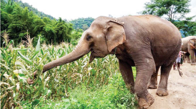 Amacimbi harvester killed by elephant