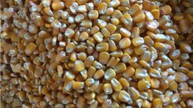 Midlands targets to put 295 000 hectares under maize