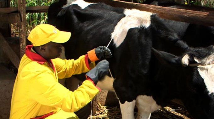 80 000 cattle vaccinated in Matabeleland South