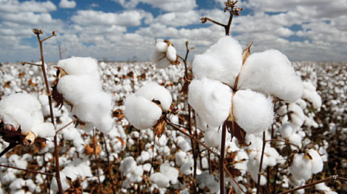 Late rains salvage cotton output