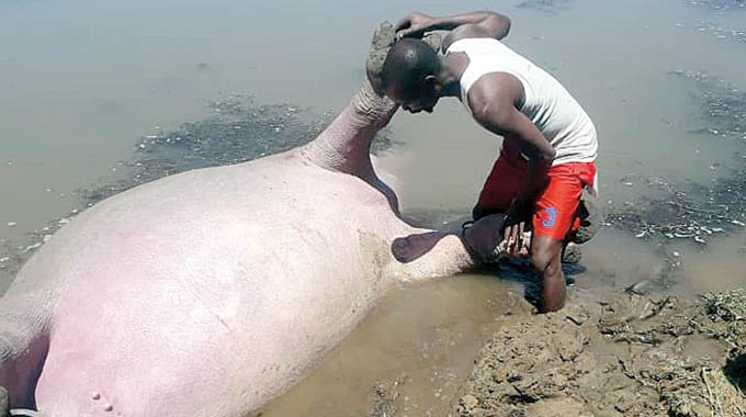 Hippos kill border jumper