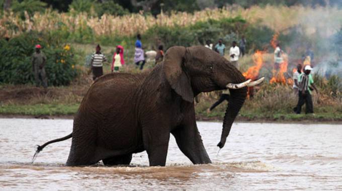 Tourism sector calls for wildlife protection