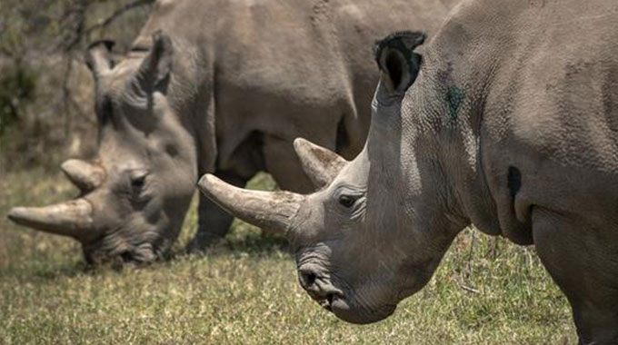 Rhino ‘poacher’ shot dead