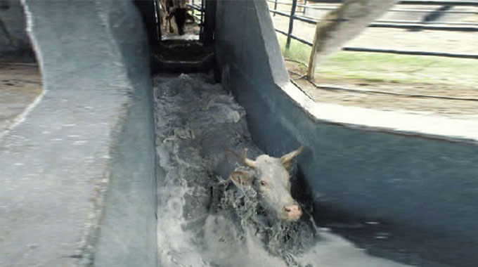 Farmers must dip their cattle regularly to avoid unnecessary deaths