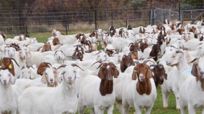 VALUE targets 10k goat farmers