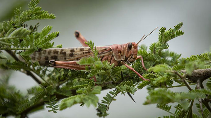 Migratory locust threat looms