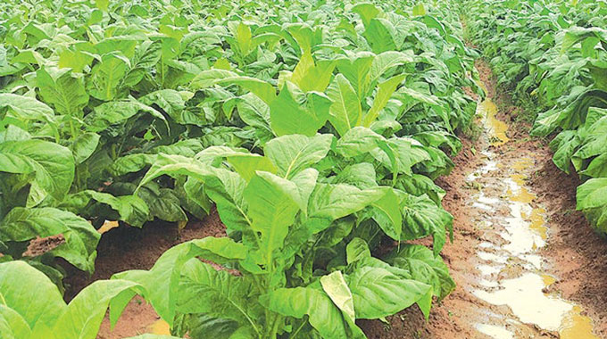 Drought hits tobacco farmers . . . Output expected to dip 13 percent