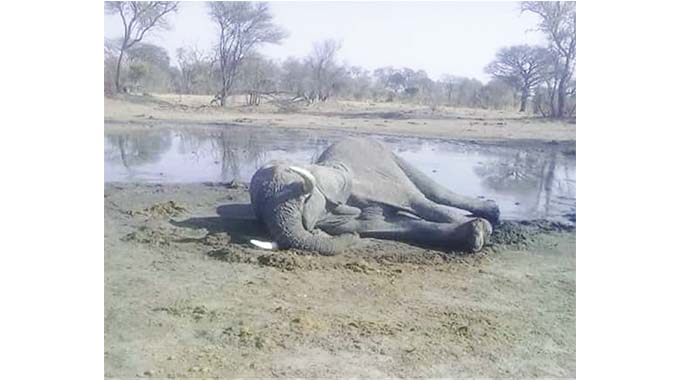 Gvt sends specimen to foreign labs to ascertain the cause of death of elephants near Hwange National Park