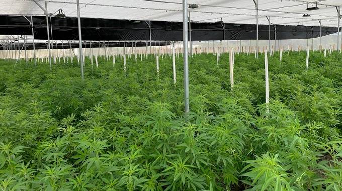 Cannabis farming potential cash cow for Zimbabwe