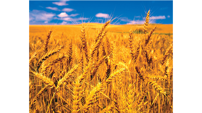 Half of targeted 380k tons wheat yield harvested