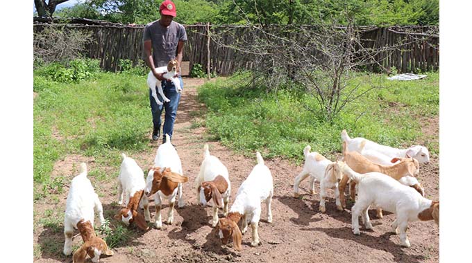 Inyathi farmer in thriving Boer goat breeding project