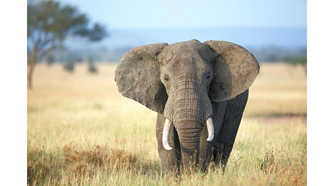 JUST IN: Two trampled to death by stray elephant