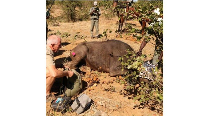 JUST IN: Concern raised over wildlife snaring in Victoria Falls