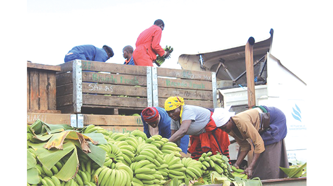 Banana farming eases poverty in the face of climate change