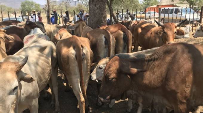 No mercy for cattle rustlers