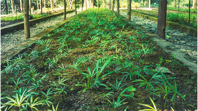 JUST IN: Man cultivates marijuana at hotel