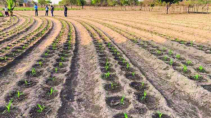 Intwasa/Pfumvudza farmers hopeful of decent harvests