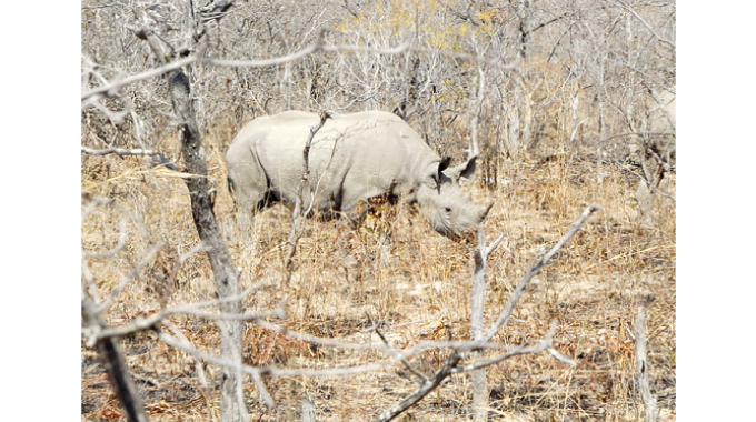 Midlands Black Rhino Conservancy, a rare rhino success story