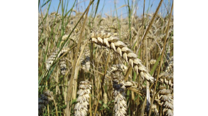 Govt to increase winter wheat hectarage