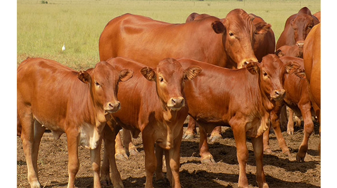 Serial rustler steals cattle from Botswana