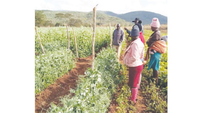 Shurugwi farmers secure foreign markets
