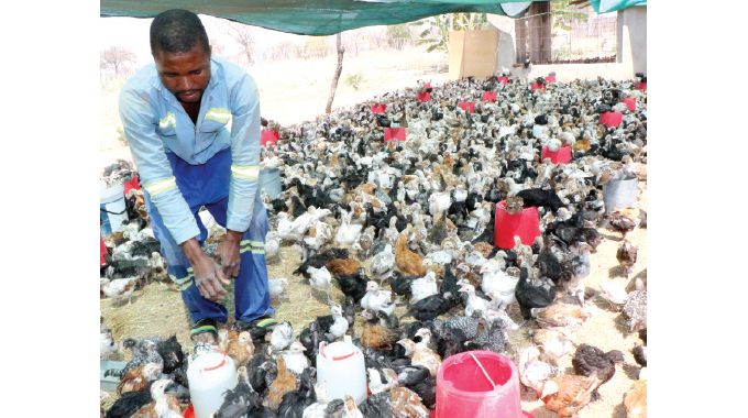 Growing fast-foods sector boost for poultry farmers