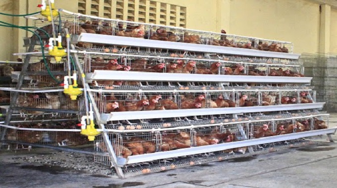 Emotional abuse of chickens must end, activists call for boycott of battery cage reared birds