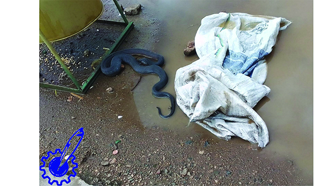 Reptilic horror! Big snake scares Bulawayo residents…
