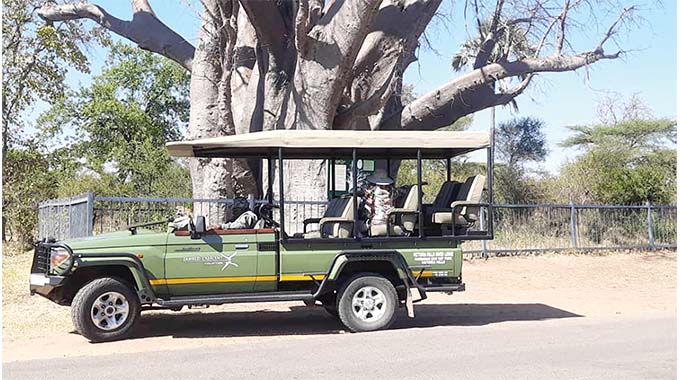 Victoria Falls Big Tree: A silent tourist attraction