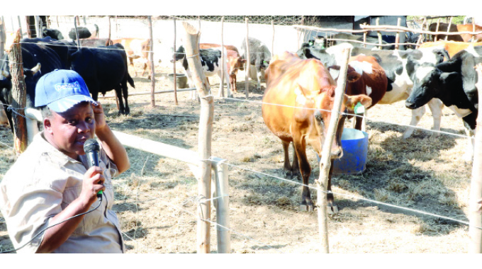 More Matabeleland women venture into dairy farming